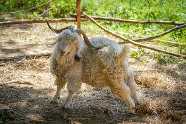 Angora